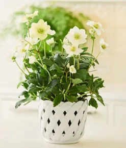 Aria Small Cachepot