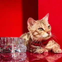 Louxor Pet Bowl