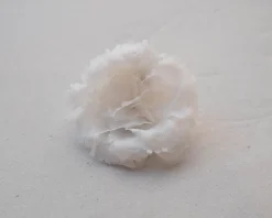 Magnolia Flower