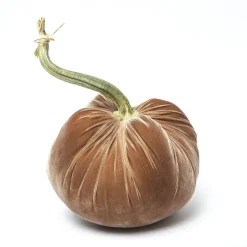 Mocha Silk Velvet Pumpkin