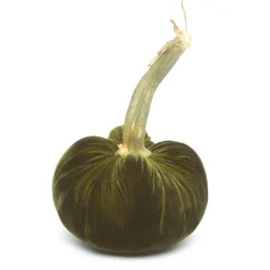 Moss Silk Velvet Pumpkin