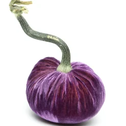 Orchid Silk Velvet Pumpkin