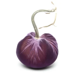 Orchid Silk Velvet Pumpkin