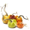 Pumpkin Bundle in Paradise