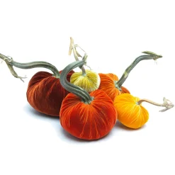 Pumpkin Patch, 012