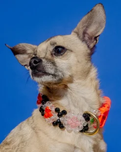 Seltzer Dog Collar