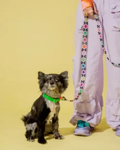 Seltzer Dog Leash