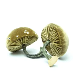Small Celery Mushrooms