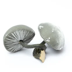 Small Spa Mushroom