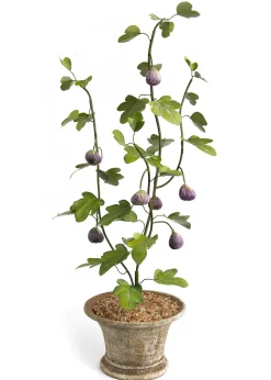 Tole Tree Fig Tree