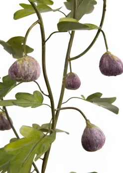 Tole Tree Fig Tree